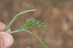 Common hardgrass